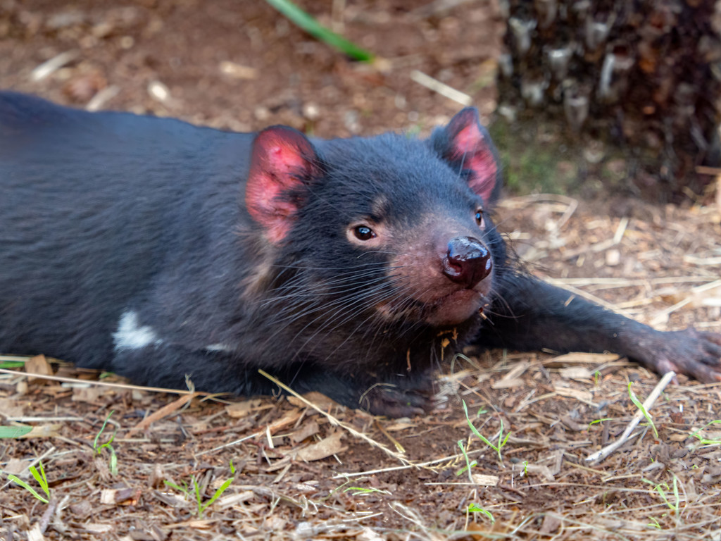 Tasmanian Devil by gosia