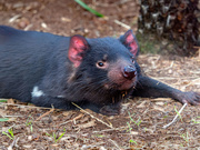 26th Apr 2021 - Tasmanian Devil