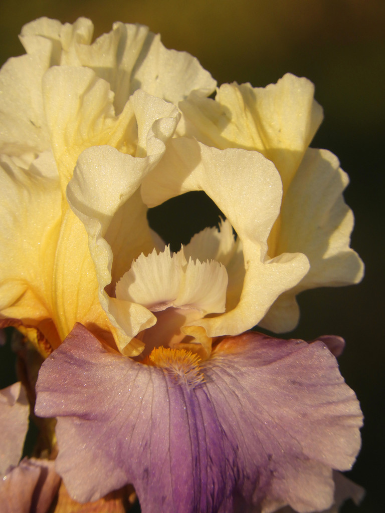 Golden iris macro by homeschoolmom
