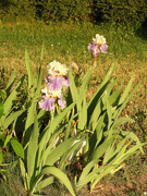 28th Apr 2021 - Two irises, many blooms