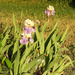 Two irises, many blooms by homeschoolmom