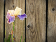 30th Apr 2021 - Iris by the fence