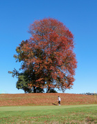 3rd May 2021 - Beautiful Autumn Day on the Golf Course
