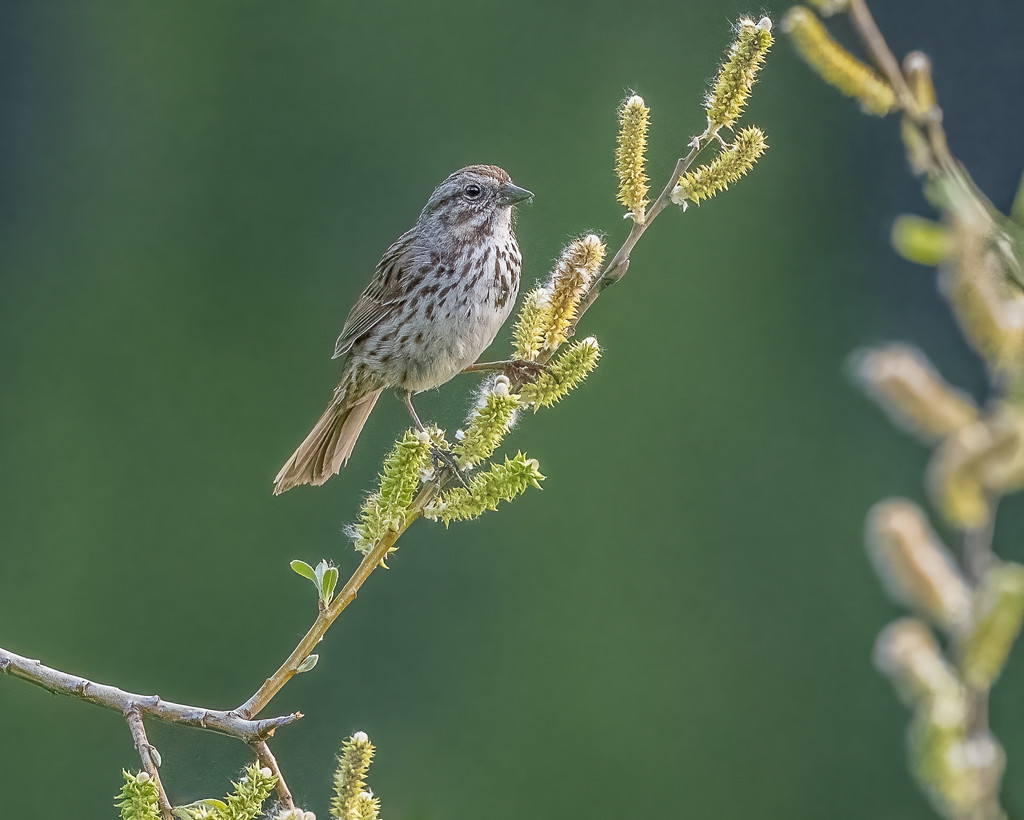 Song Sparrow  by nicoleweg