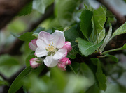 2nd May 2021 - ~Apple Blossoms~