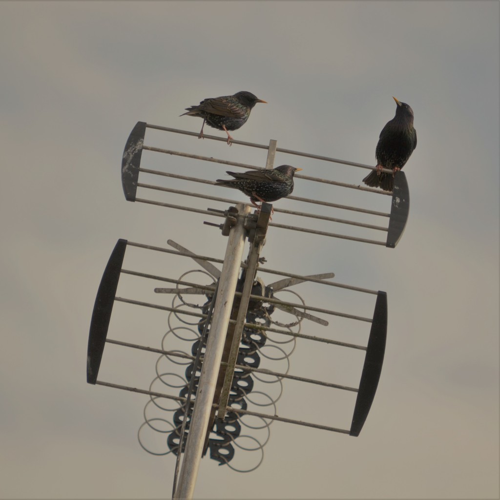 Ariel photo of starlings by cam365pix