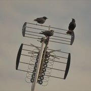 1st May 2021 - Ariel photo of starlings