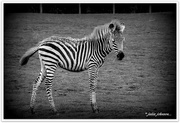 3rd May 2021 - Baby Zebra...