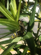 3rd May 2021 - Monarch butterfly rescue saga 