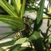 Monarch butterfly rescue saga  by carolinesdreams