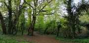 1st May 2021 - Woods