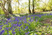 1st May 2021 - Bluebells