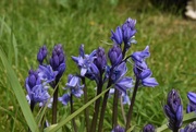 3rd May 2021 - Bluebells growing in my garden