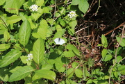 3rd May 2021 - Tiny butterfly