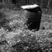 Old burn barrel in the garden plot... by marlboromaam