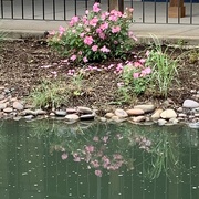 3rd May 2021 - The Bartonville pond’s pink roses
