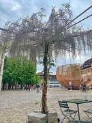 2nd May 2021 - The wisteria tree 