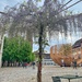 The wisteria tree  by cocobella
