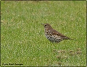 3rd May 2021 - Another song thrush
