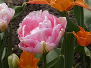 3rd May 2021 - Pink Tulip