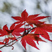 Red Maple by k9photo