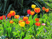 3rd May 2021 - Tulip Time