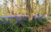 3rd May 2021 - Spring bluebells