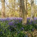 Spring bluebells by 365projectorgjoworboys