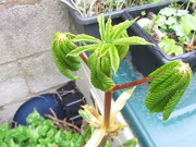 3rd May 2021 - A Horse Chestnut sapling.