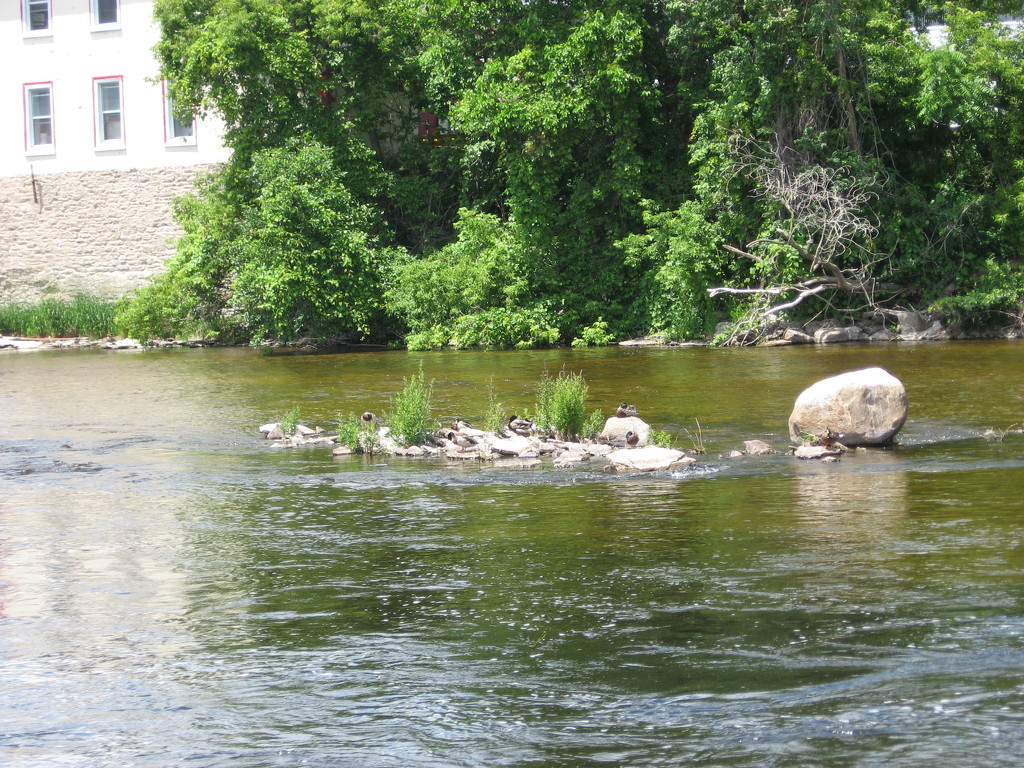 Rocks #4: In the River, with Birds by spanishliz