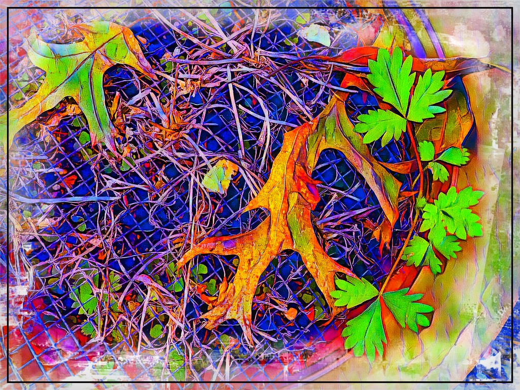 Leaves in a Garden Pot by olivetreeann