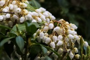 3rd May 2021 - Close up of Pieris flowers
