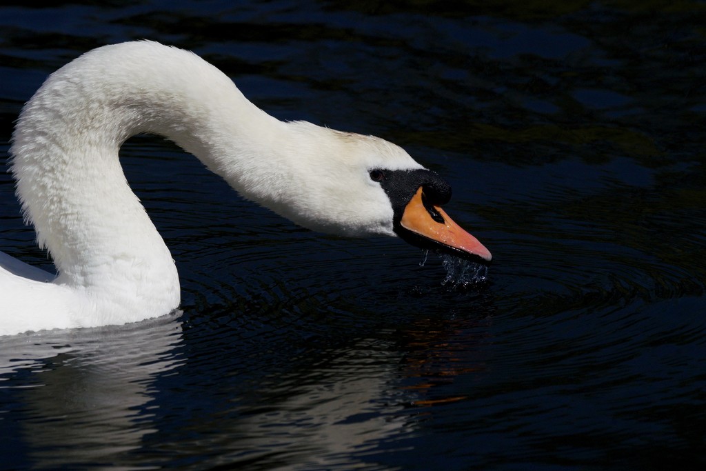 DRIPPING SWAN by markp