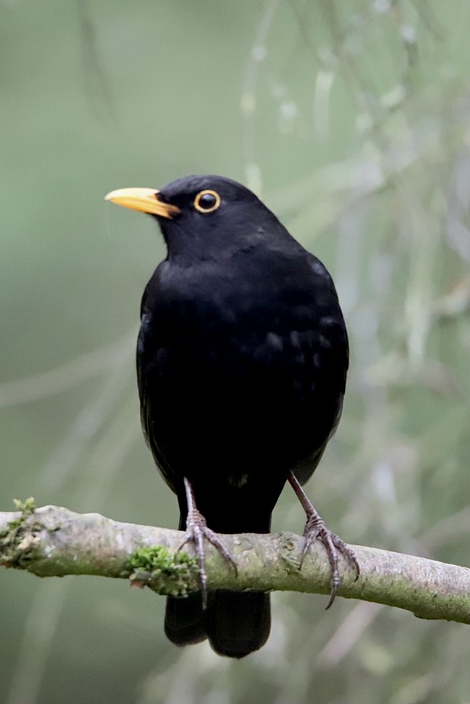 Blackbird by phil_sandford