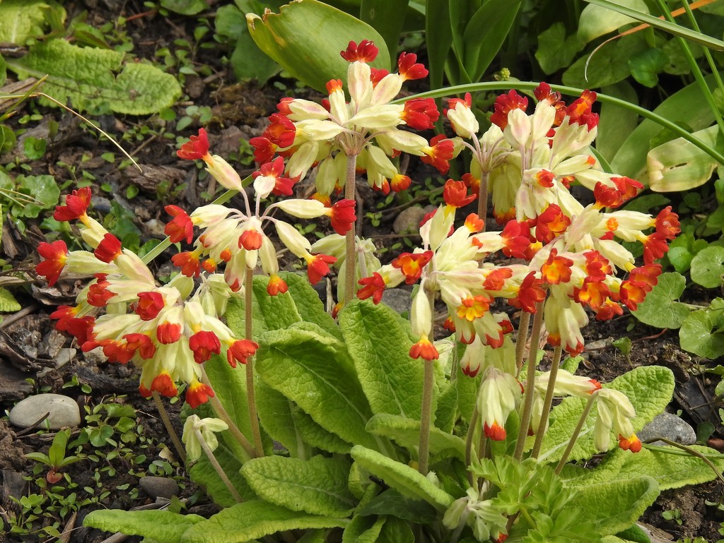  Red Cowslip  by susiemc