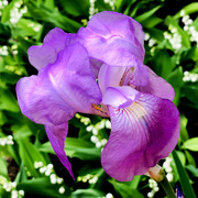3rd May 2021 - The First Iris Of The Season