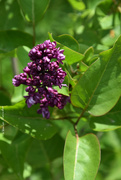 1st May 2021 - first flowers of a very young lilac 