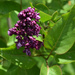 first flowers of a very young lilac  by parisouailleurs