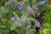 2nd May 2021 - bumblebee in borage