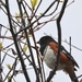 Eastern Towhee by frantackaberry