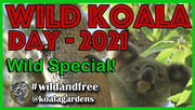 2nd May 2021 - Wild Koala Day