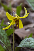 3rd May 2021 - Yellow Trout Lily