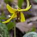 Yellow Trout Lily by pdulis