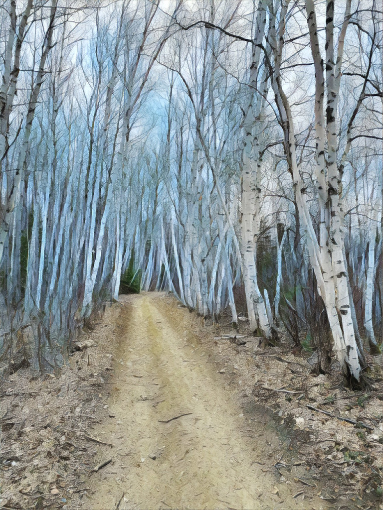 Birch lined Trail  by radiogirl