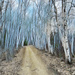 Birch lined Trail  by radiogirl