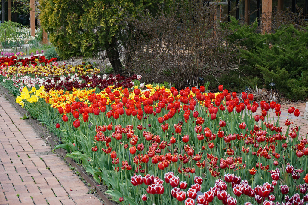 Tulips in bloom by larrysphotos