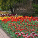 Tulips in bloom by larrysphotos