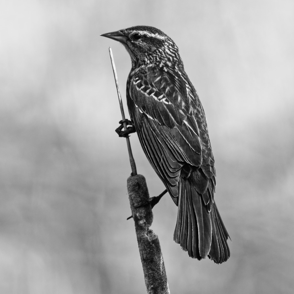 Female Red-winged Blackbird in Black and White by rminer