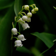 3rd May 2021 - lily of the valley 