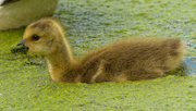 3rd May 2021 - gosling 